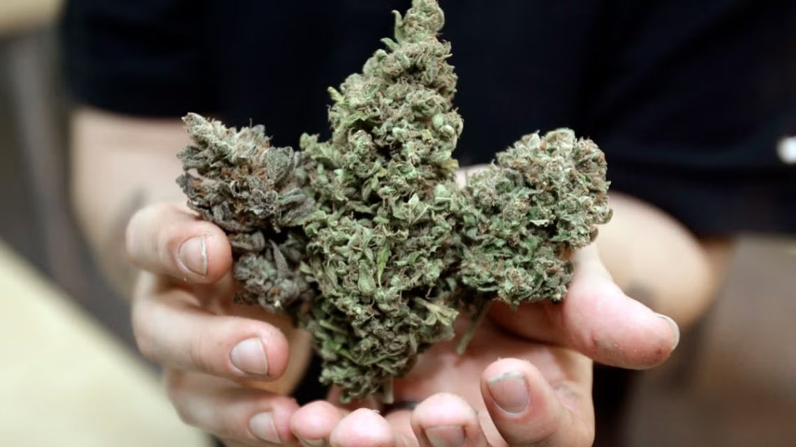 Discover Premium Hemp Picks by LookyWeed for 2026