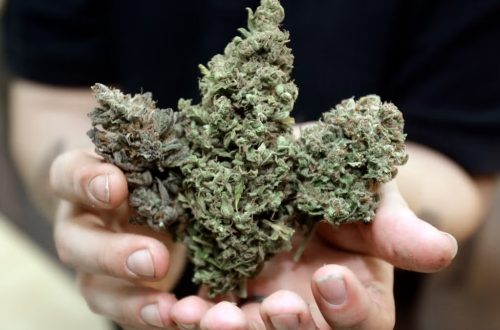 Discover Premium Hemp Picks by LookyWeed for 2026