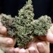 Discover Premium Hemp Picks by LookyWeed for 2026